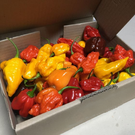 carton of cfresh chillis of different types and colours